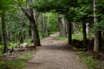 A well-established hiking path