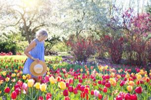 Woman walking on a bed of tulip flowers.