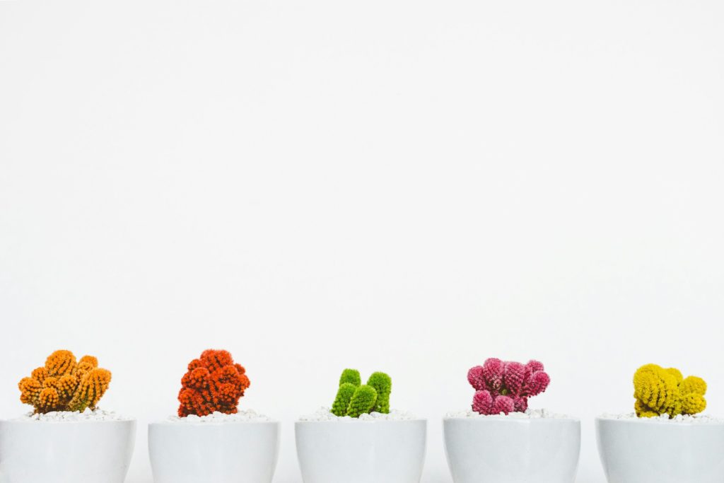 Five potted plants on a white background.