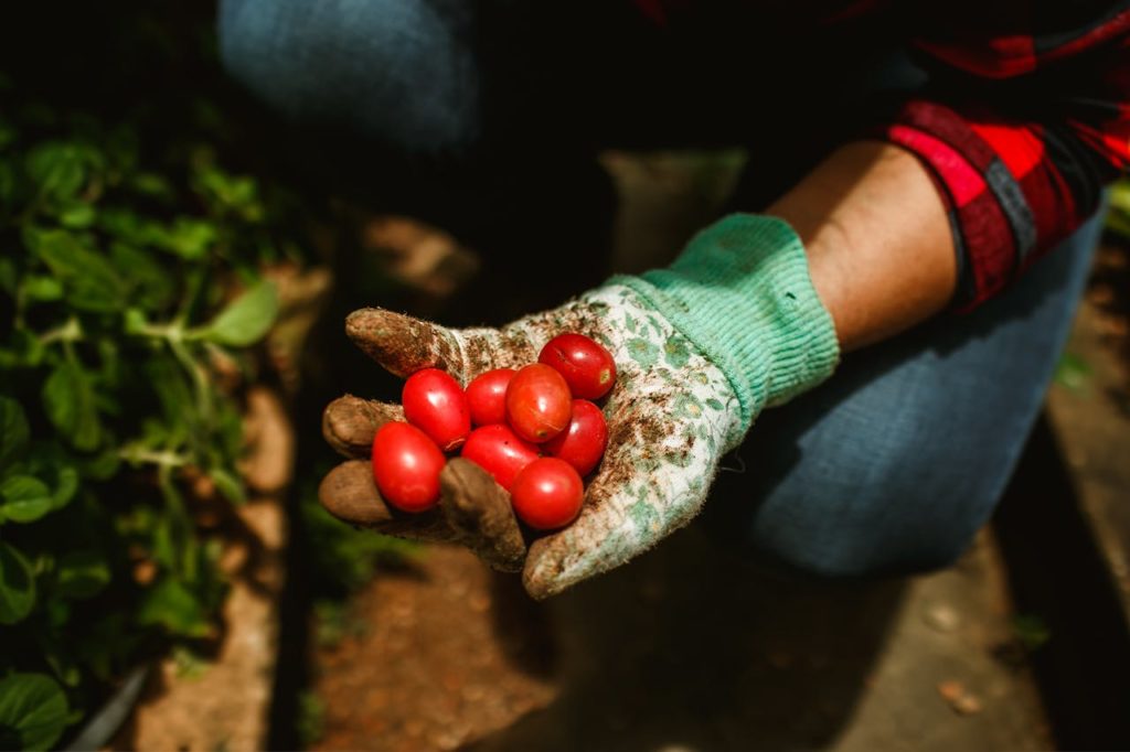 A farmer holding cherry tomatoes in their hand.