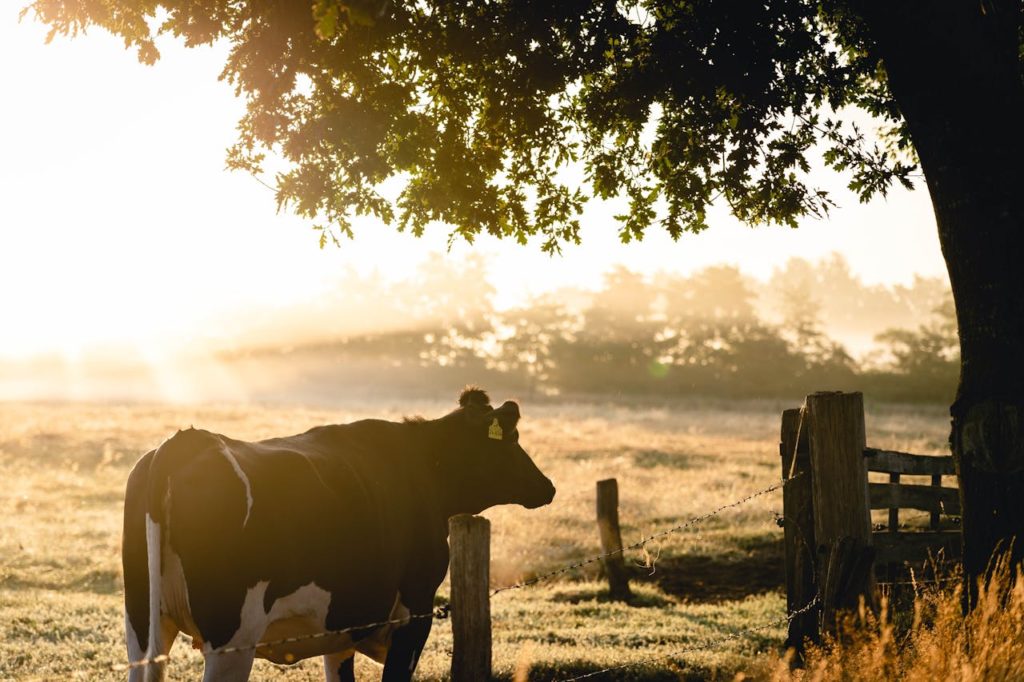 A cow outside under tree in field